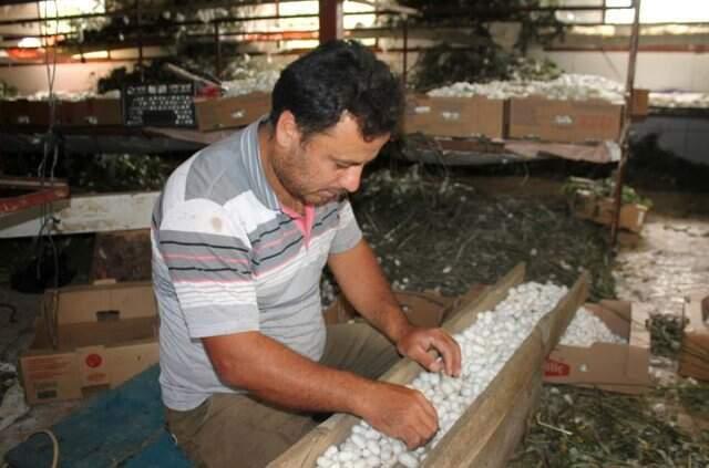 10 yıldır ipekböceği yetiştiriyor! 40 günde 15 bin lira kazanıyor