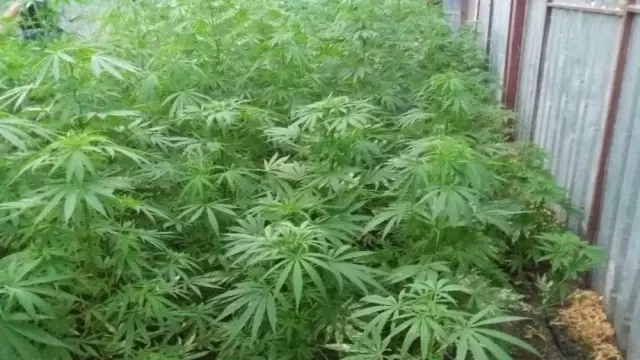 Antalya'da uyuşturucu operasyonu: 3 gözaltı