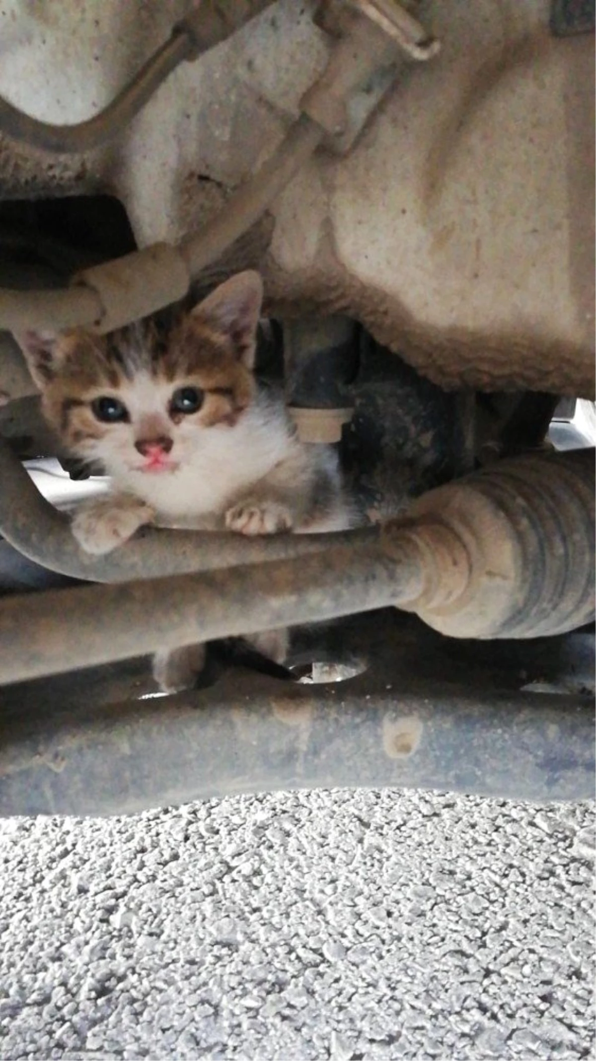 Araç motoruna sıkışan yavru kedi kurtarıldı Haberler