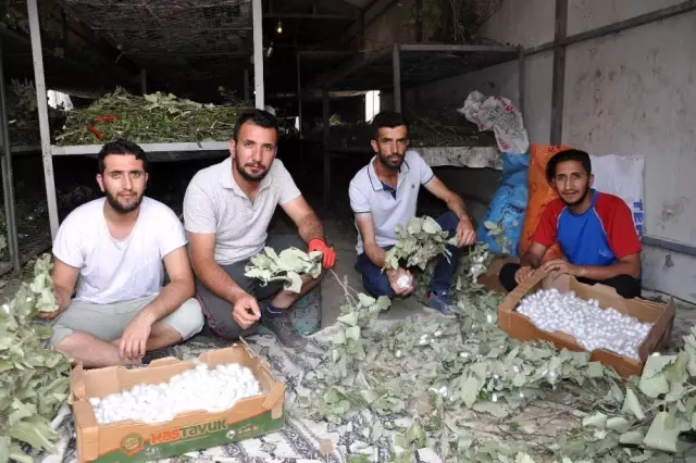 Atanamayınca ipek böceği işine girdiler, aylık 20 bin lira kazanıyorlar