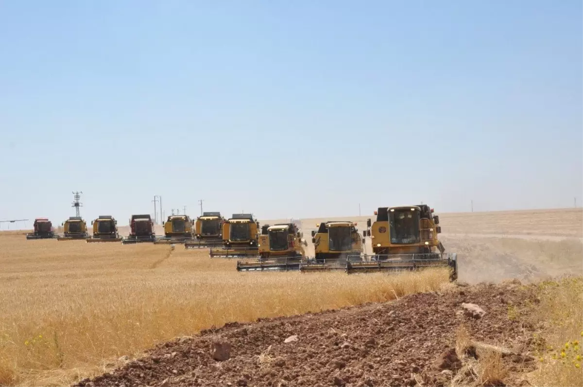 Dev işletmede devasa hasat maratonu