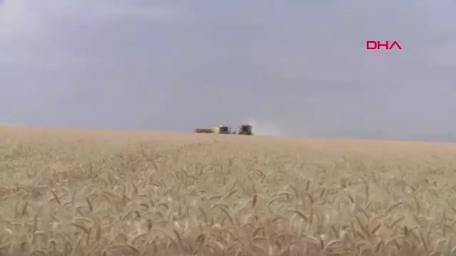 Diyarbakır'da Vali Güzeloğlu, buğday hasadını başlattı