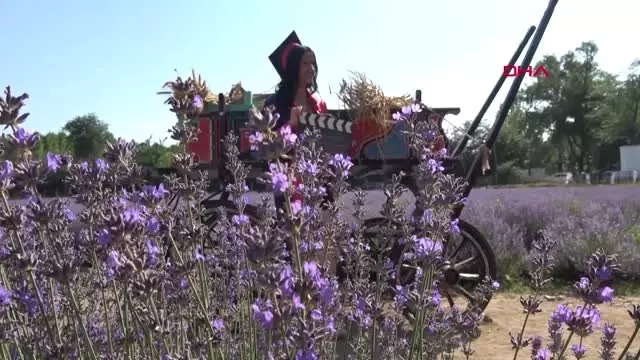 Edirne'de lavanta tarlalarına 50 bin ziyaretçi