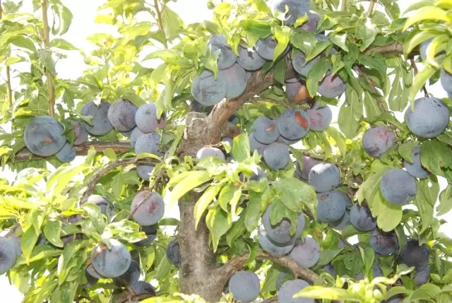 Hobi olarak başladığı Japon eriğinden 120 ton ürün elde etti