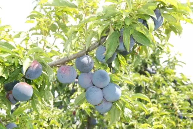 Hobi olarak başladığı Japon eriğinden 120 ton ürün elde etti