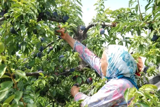 Hobi olarak başladığı Japon eriğinden 120 ton ürün elde etti