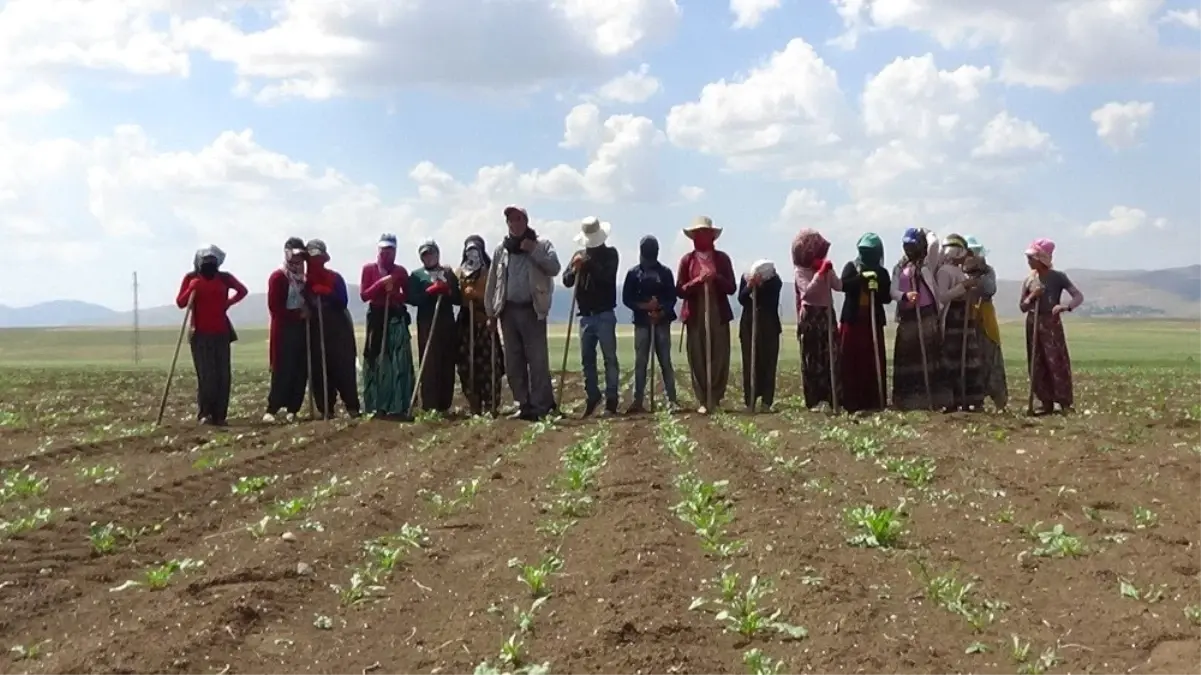Mevsimlik işçilerin sıcakta çapa mesaisi