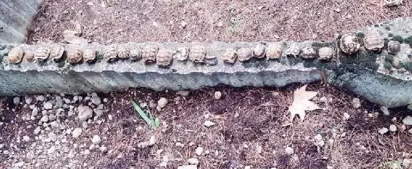 Mezarlıkta esrarengiz olay! 23 kaplumbağa ölüsü betona dizili halde bulundu