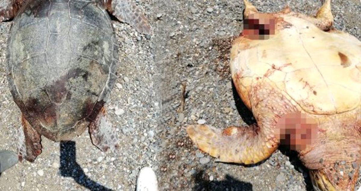 Tüfekle vurulmuş ve bıçaklanmış caretta carettalar bulundu