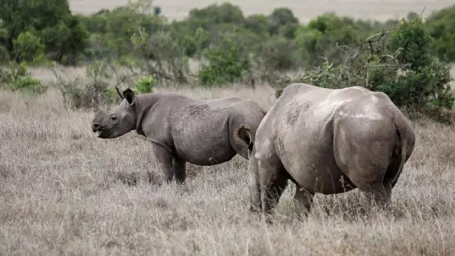 Zimbabve'de gergedan avlarken keçiye çarpan iki avcı hayatını kaybetti