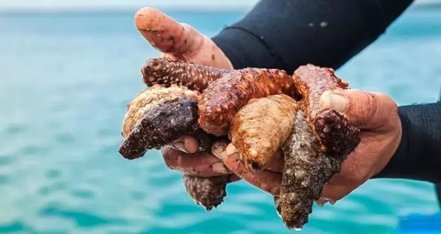 deniz patlÄ±canÄ± nedir ile ilgili gÃ¶rsel sonucu