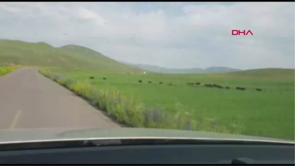 KARS DOMUZ SÜRÜ BÖYLE GÖRÜNTÜLENDİ