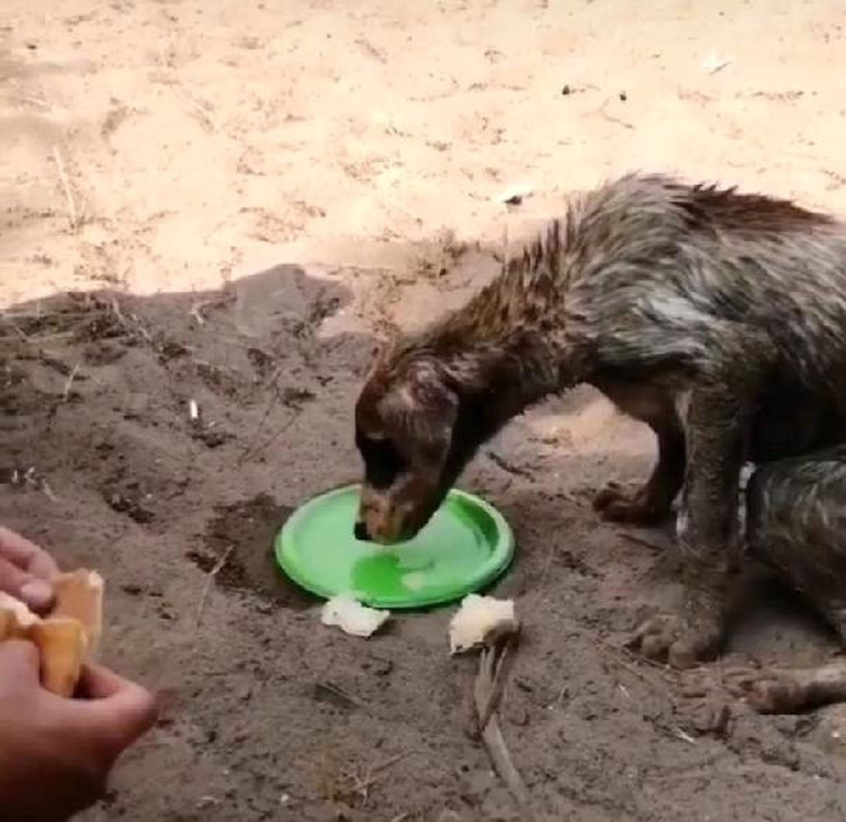 Ormanlıkta çuval içinde biri ölü, diğeri ölmek üzere olan iki köpek bulundu