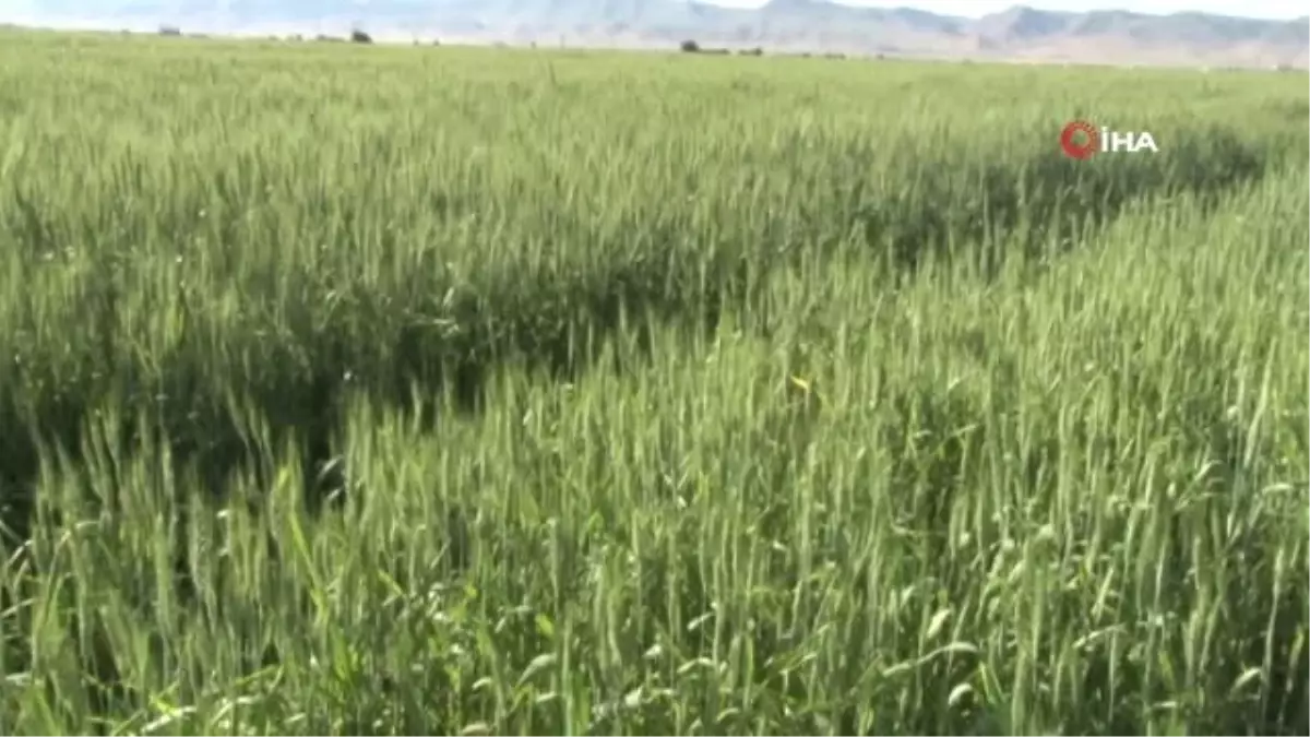 Aşırı yağışlar çiftçileri zorladı