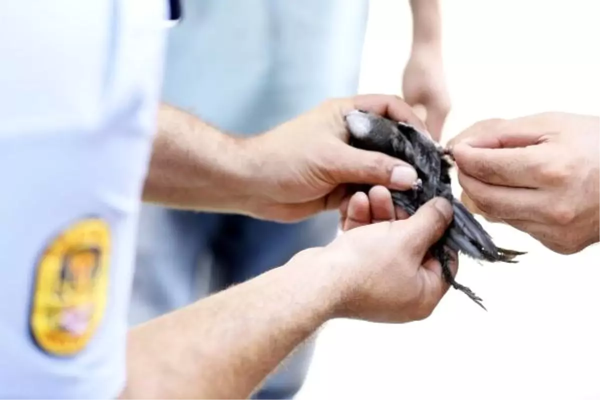 Ayağı ipe dolanan ebabil, kurtarıldı