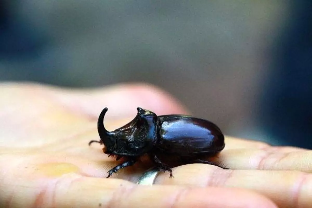 Bingöl'de gergedan böceği bulundu