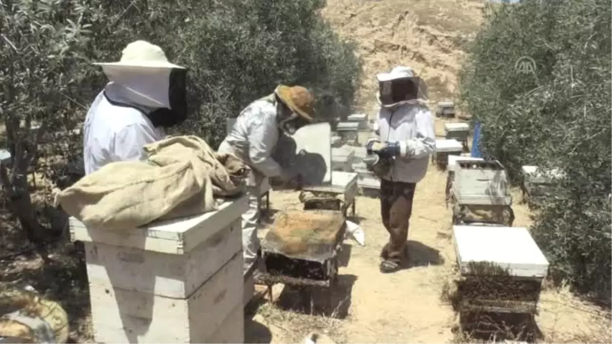 Gazze'de peteklerden şişelere balın yolculuğu