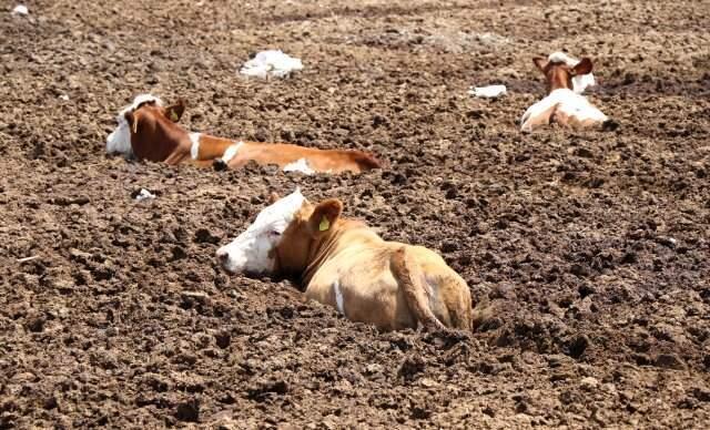 Gübreye saplanan 6 inek, 2 saatlik çalışmayla kurtarıldı