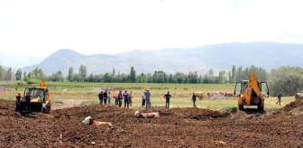 Erzincan'da şaşkına çeviren görüntü! İnekleri tarlada bu halde buldular