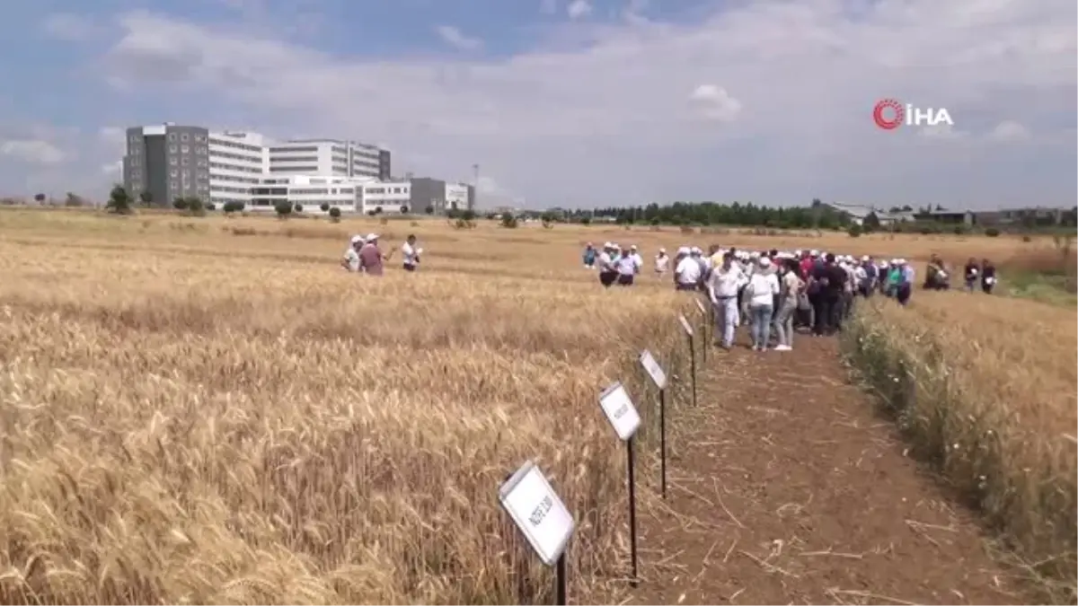 'Hasatta en verimli yıl'