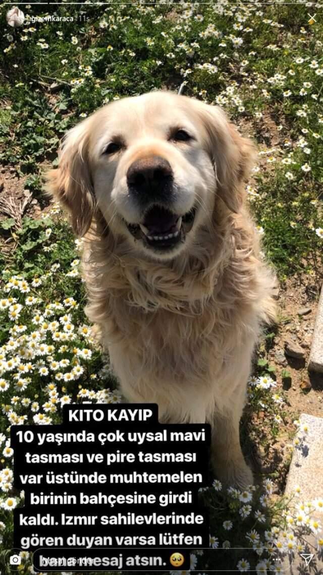 Oyuncu Gizem Karaca, köpeğinin bulunması için takipçilerinden yardım istedi