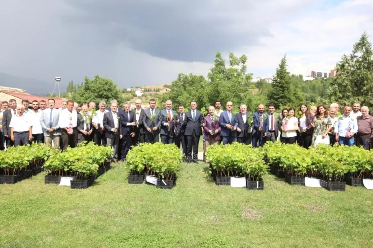 Tokat'ta bağcılığa önemli destek
