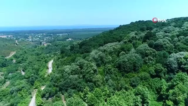 Türkiye'nin en büyük ıhlamur ormanlarında hasat başladı...Ihlamur ormanları havadan görüntülendi Türkiye'nin en büyük ıhlamur ormanlarında hasat başladı...Ihlamur ormanları havadan görüntülendi