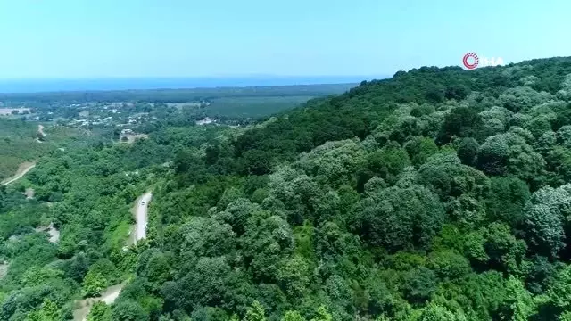 Türkiye'nin en büyük ıhlamur ormanlarında hasat başladı...Ihlamur ormanları havadan görüntülendi Türkiye'nin en büyük ıhlamur ormanlarında hasat başladı...Ihlamur ormanları havadan görüntülendi