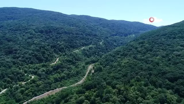 Türkiye'nin en büyük ıhlamur ormanlarında hasat başladı...Ihlamur ormanları havadan görüntülendi Türkiye'nin en büyük ıhlamur ormanlarında hasat başladı...Ihlamur ormanları havadan görüntülendi