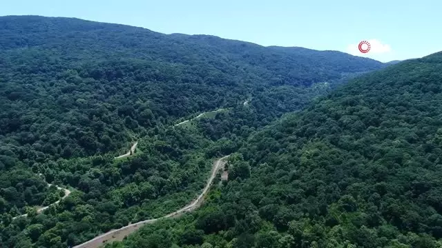 Türkiye'nin en büyük ıhlamur ormanlarında hasat başladı...Ihlamur ormanları havadan görüntülendi Türkiye'nin en büyük ıhlamur ormanlarında hasat başladı...Ihlamur ormanları havadan görüntülendi