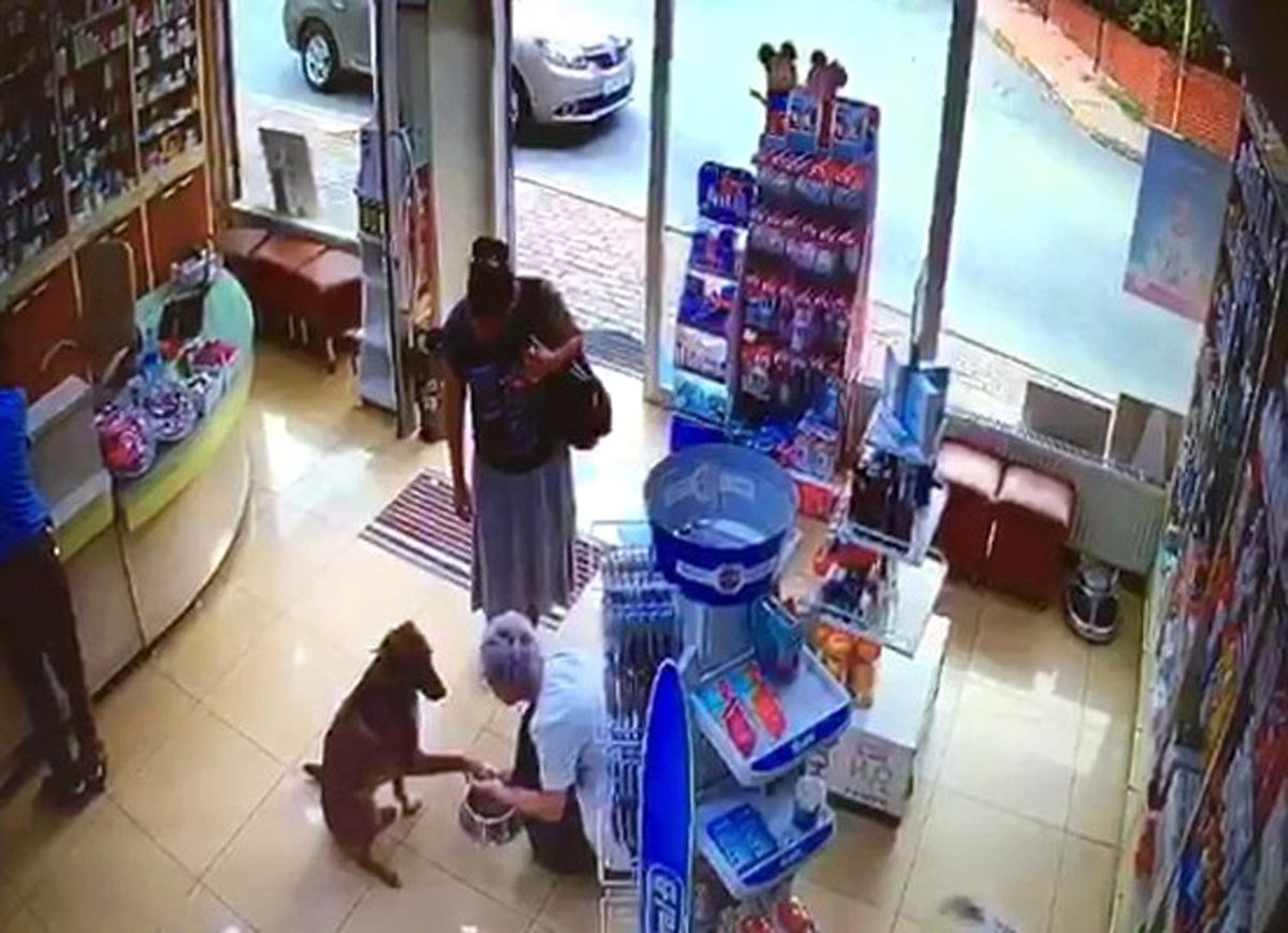 Yaralı köpek patisini kaldırarak eczacıdan yardım istedi