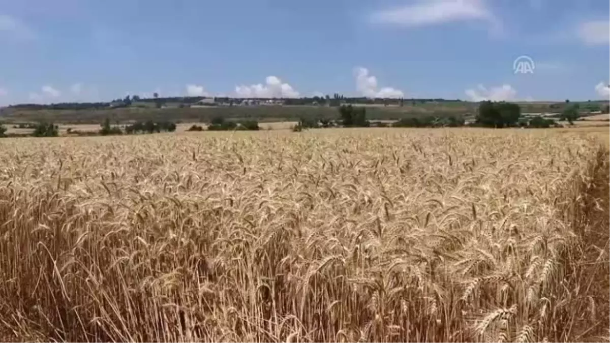 Buğday hasadı başladı