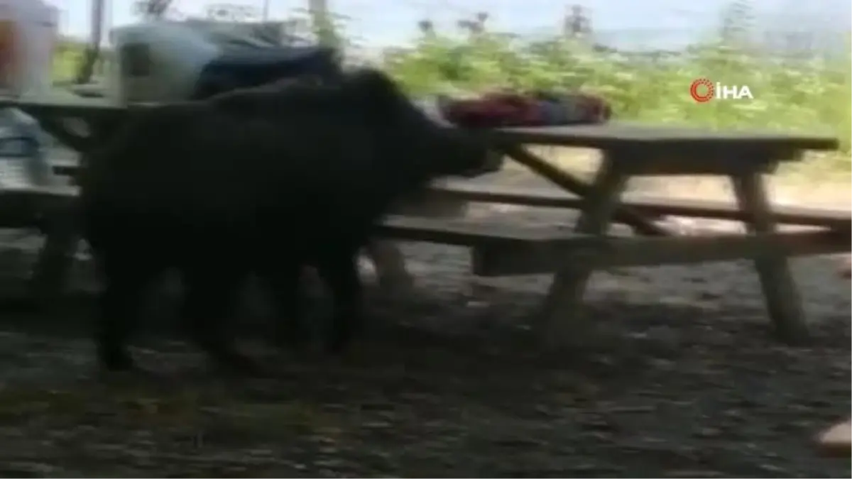 Milli park sınırları içerisinde hayvan beslenmesi yasaklandı