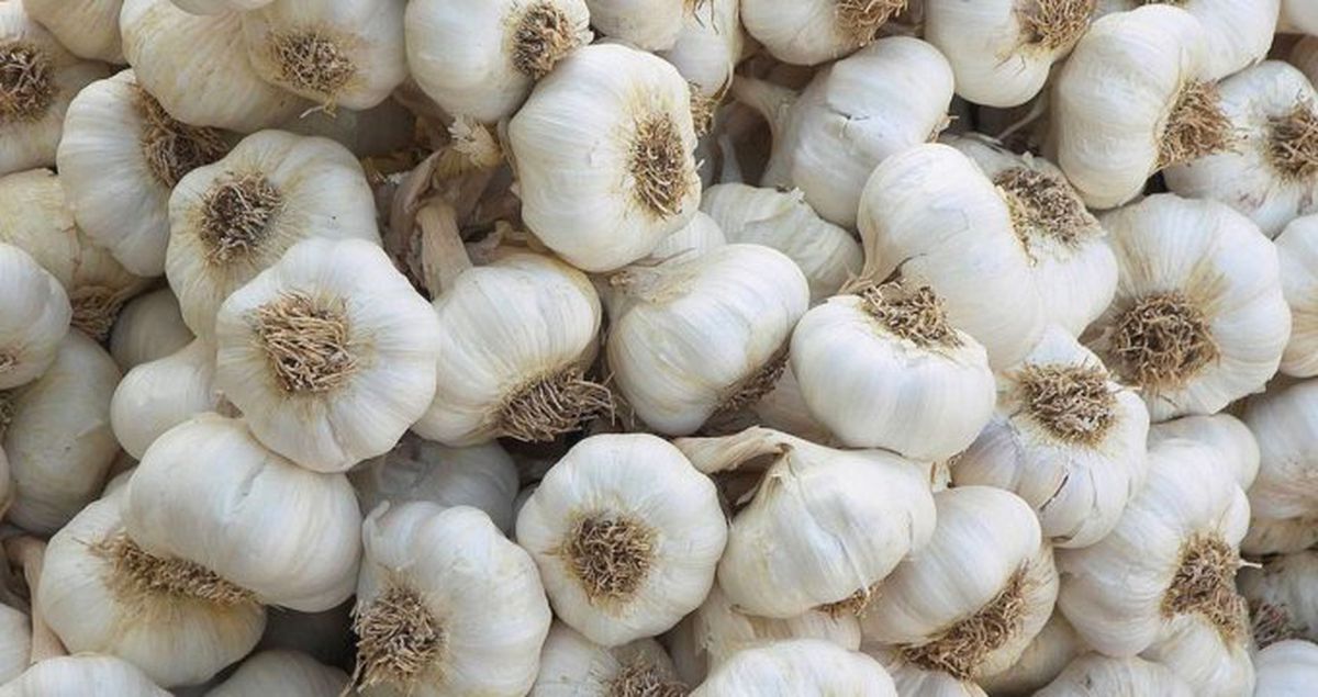 Taşköprü sarımsağında düşük rekolte, yüksek fiyat beklentisi
