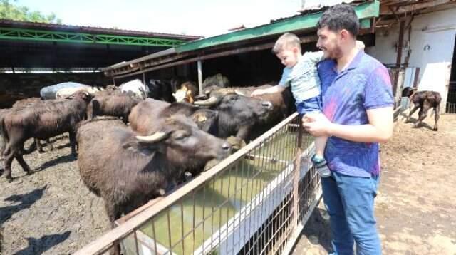 İneklerini satıp manda yetiştirmeye başladı! Sütün litresini 10 liradan satıyor