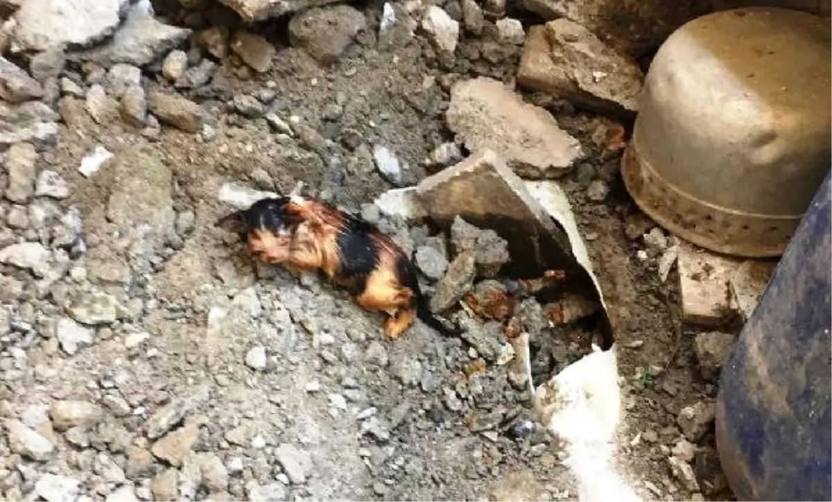 Kanalizasyon borusuna sıkışan yavru kediyi itfaiye ekipleri kurtardı