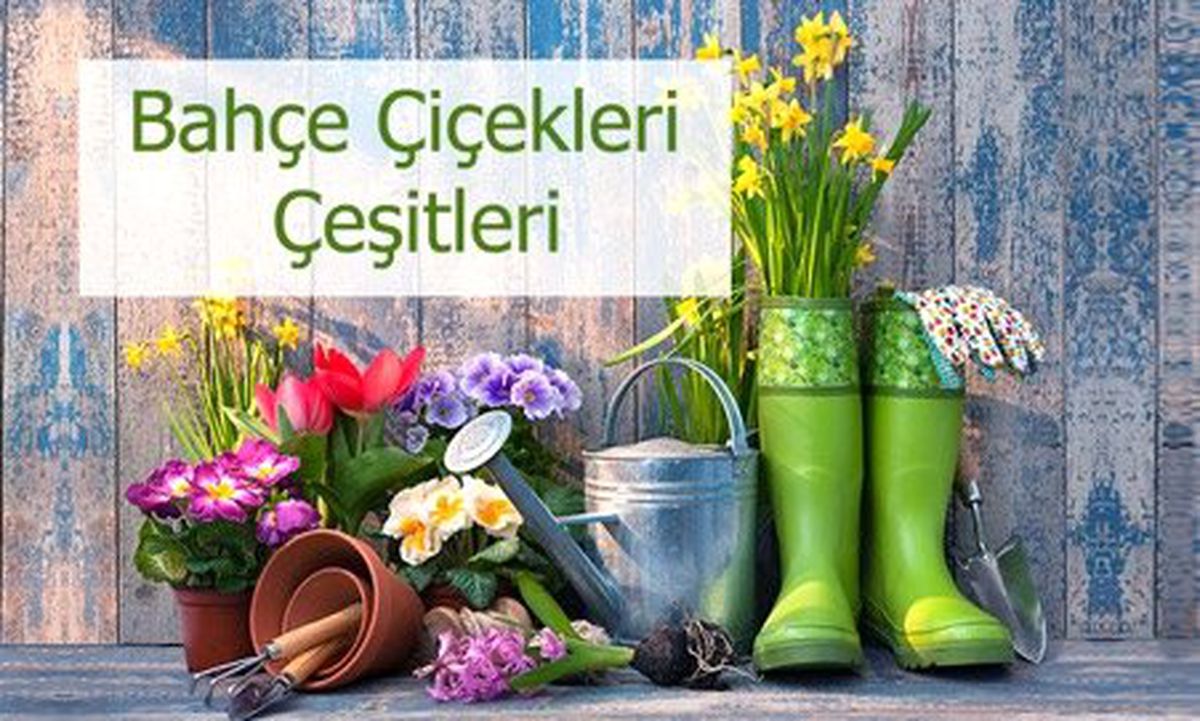 Mis Kokulu ve Uzun Ömürlü Bahçe Çiçekleri (10 Çiçek Önerisi)