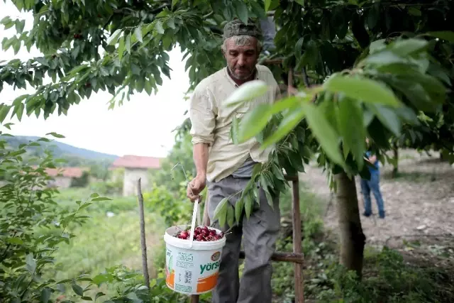 Türkiye'nin en kaliteli kirazını yetiştiriyorlar, tek şikayetleri para kazanamamak