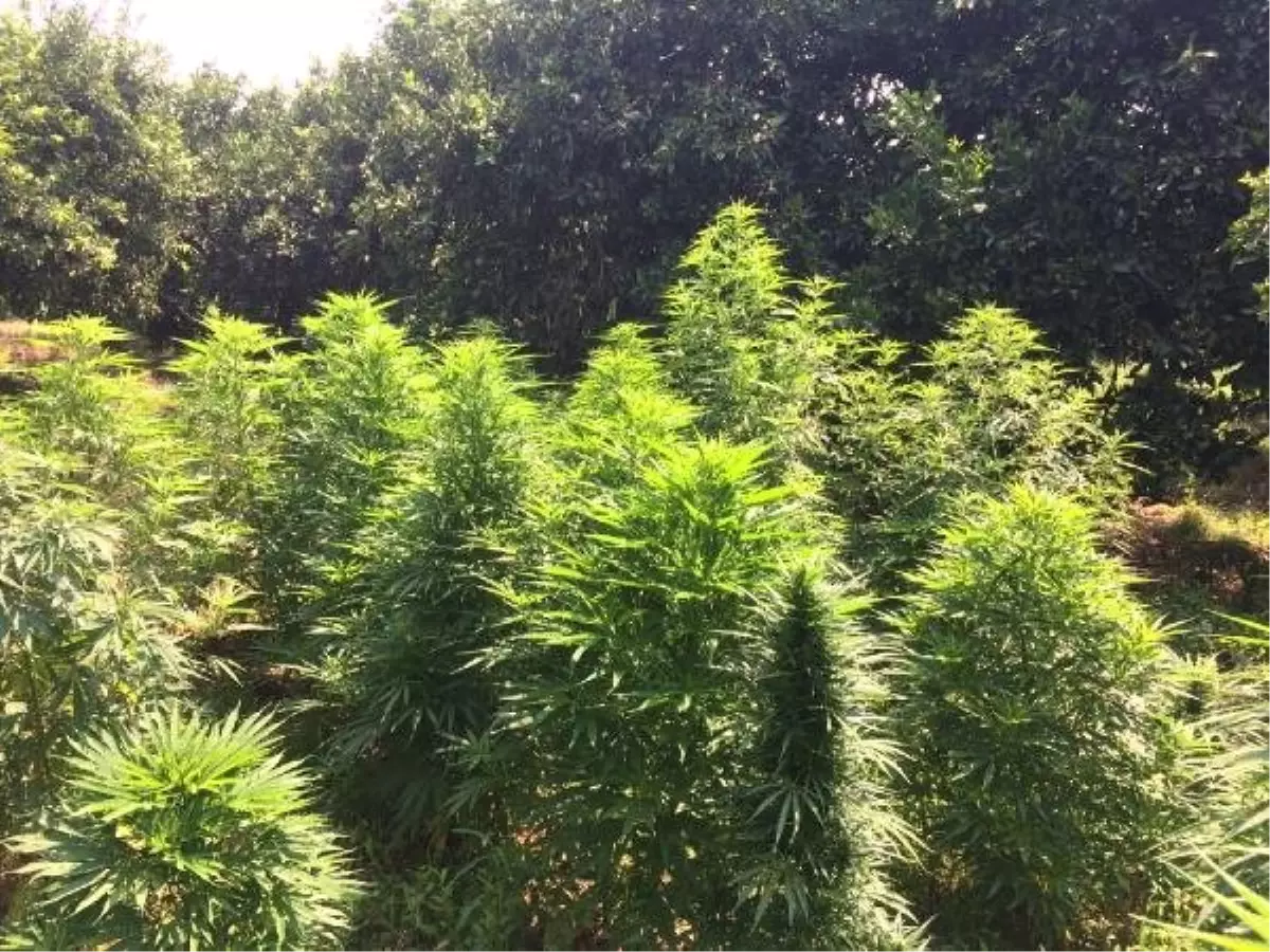 Portakal bahçesine uyuşturucu operasyonu