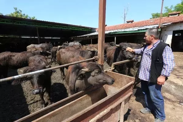 Süt ineklerini satıp manda yetiştiriciliğine yöneldi