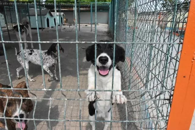 Tarsus'taki köpek bakım ve ıslah evinde tadilat yapıldı