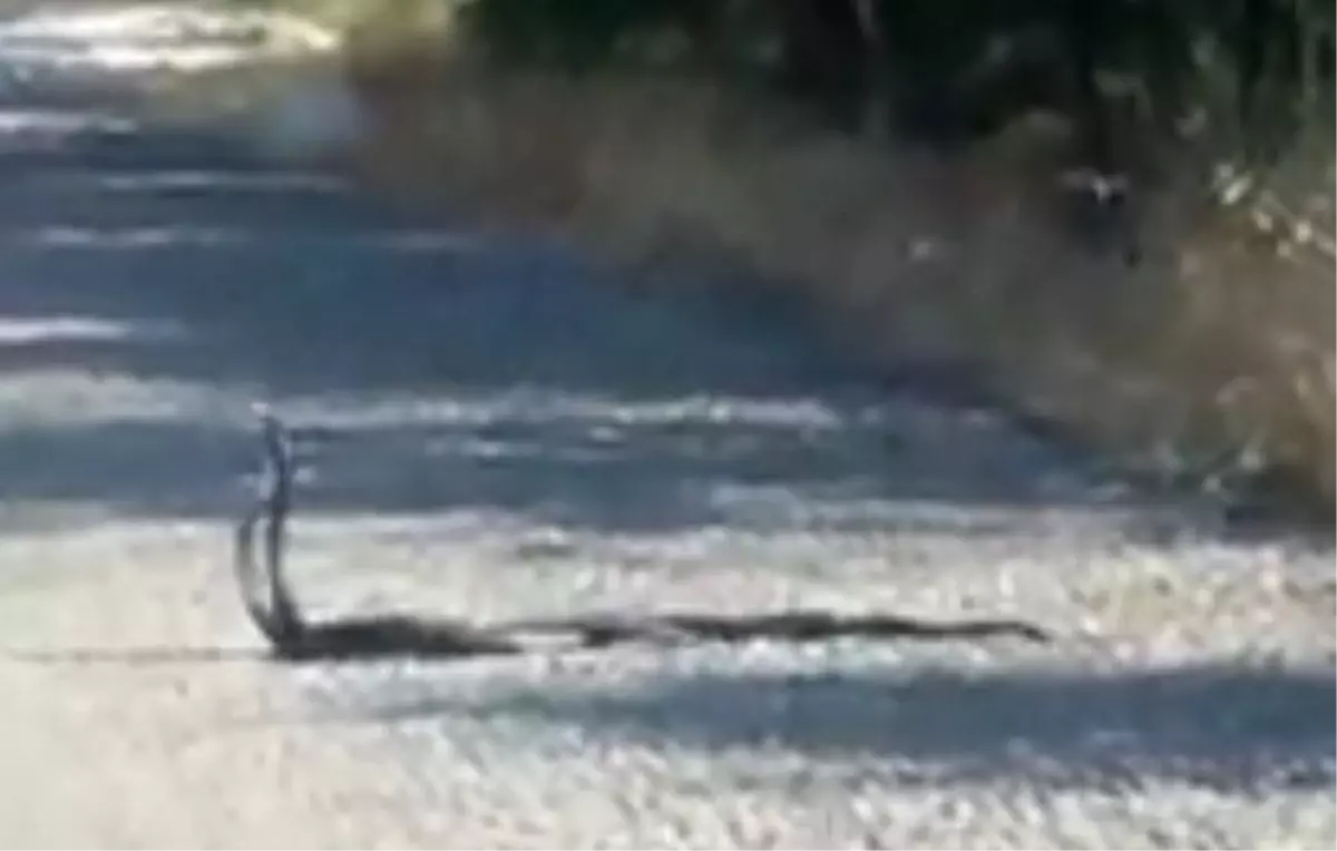 Yine Elazığ: Yılanlar karayolunda adeta dans etti