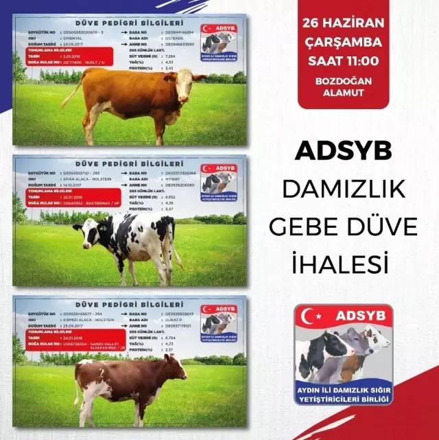 ADSYB Damızlık Düve Merkezinde yetiştirilen ilk parti 68 düve ihaleye çıkıyor