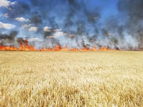 Aksaray'da 300 dönüm tarım arazisi yandı