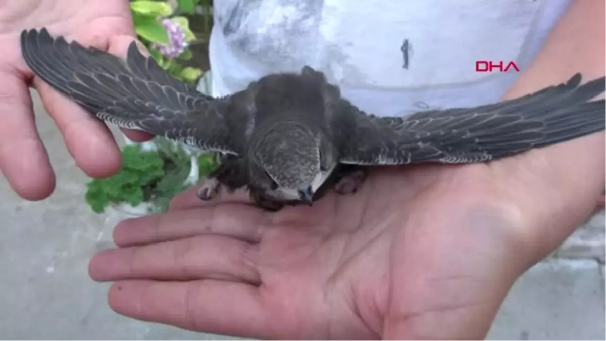 Aydın - Yolda Ebabil kuşu buldu