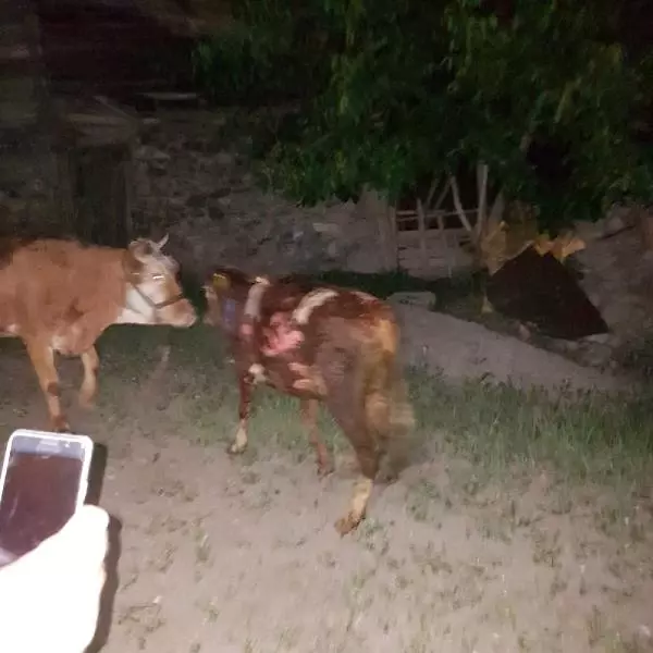 Çorum'da ahır yangını; inek telef oldu