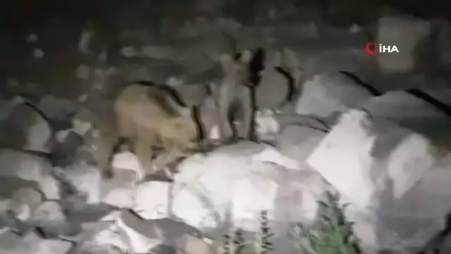 Dağda konaklayan kampçıları ayılar ziyaret etti