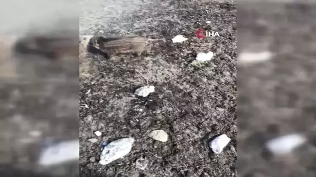 Domuz yavruları girdikleri sulama havuzunda mahsur kaldı