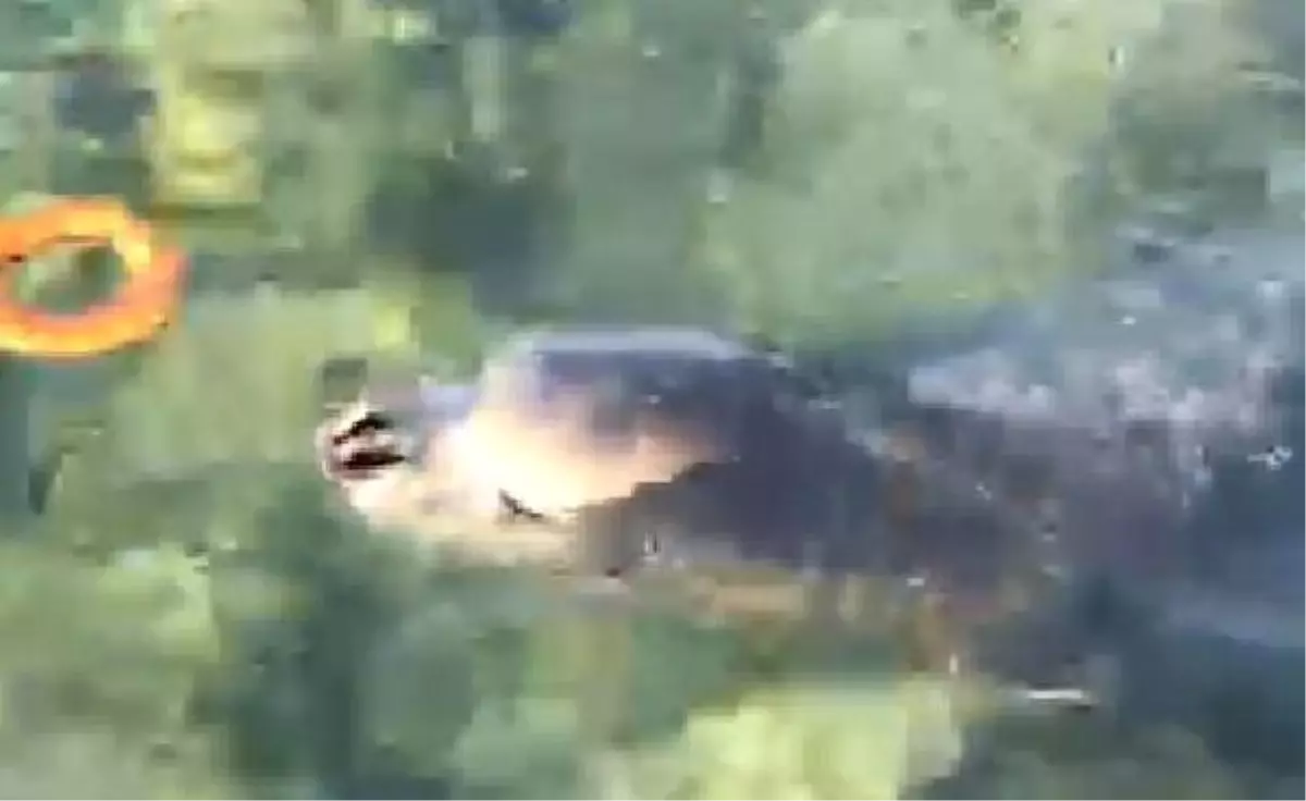 Etobur foka simit ikramı