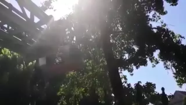 Fethiye'de ağaçta mahsur kalan engelli kedi kurtarıldı